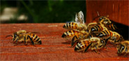 Cooperative Extension has a list of local beekeepers they can contact to catch a swarm.